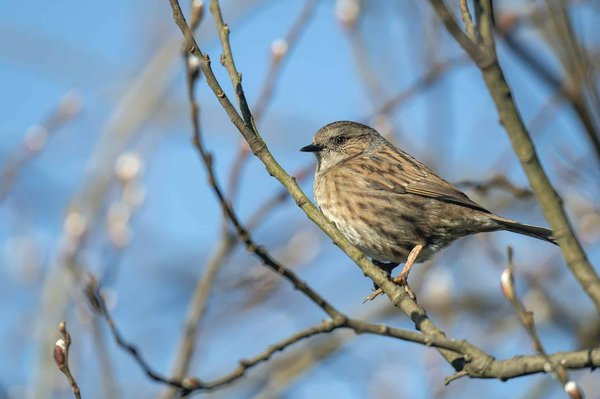 How Can Property Developers Use Modular Construction to Speed Up Building Processes?