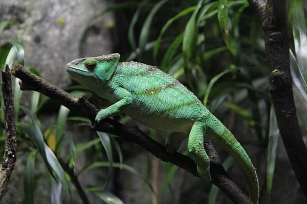 What Are the Safe Plants to Include in a Habitat for Herbivorous Reptiles?